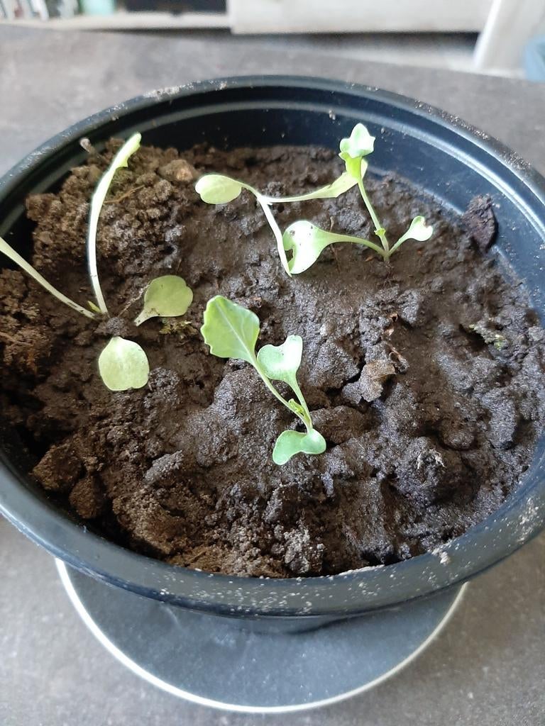 Sla- en broccolizaailingen, Tuin en Terras, Planten | Tuinplanten, Ophalen of Verzenden