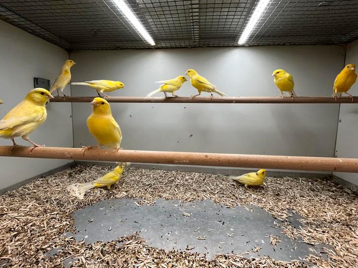 Waterslager Mannen, Dieren en Toebehoren, Vogels | Kanaries, Zangkanarie, Mannelijk