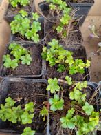 Zeeuws Knoopje - Inheemse Plantjes, Oud Roze bloeiend, Vaste plant, Halfschaduw, Zomer, Ophalen