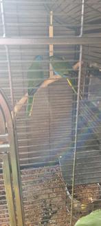 Broedkoppel turquoisine parkieten, Ophalen, Overige materialen, Overige typen