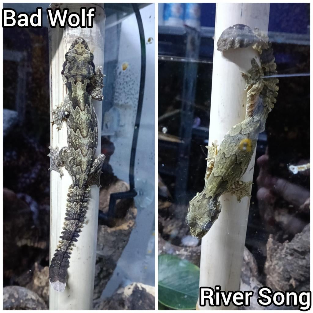 1.1 kuhl's vliegende gekkos (gekko kuhli), Dieren en Toebehoren, Hagedis, 3 tot 6 jaar