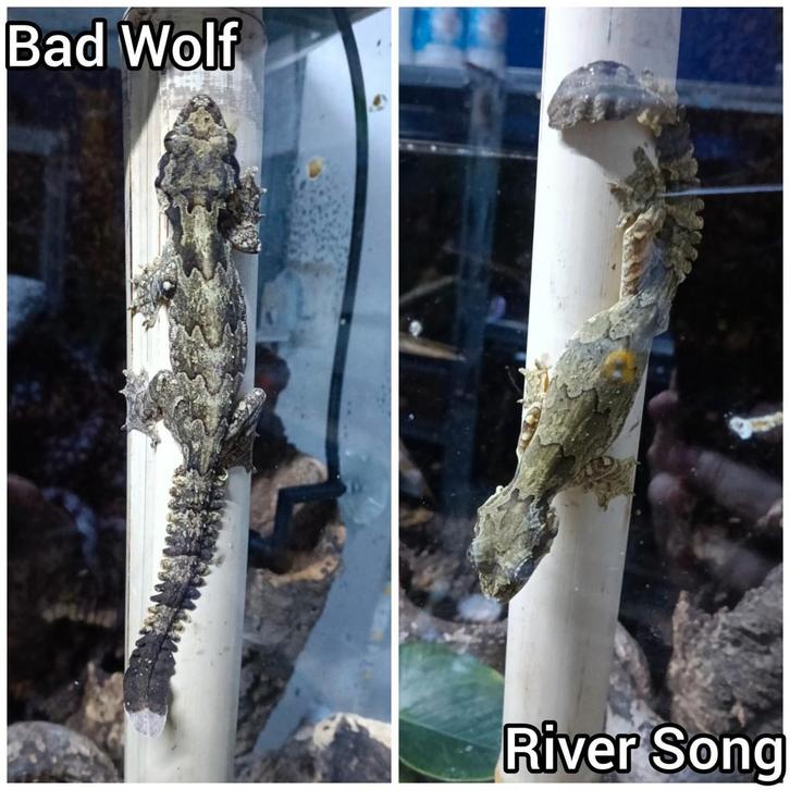 1.1 kuhl's vliegende gekkos (gekko kuhli)