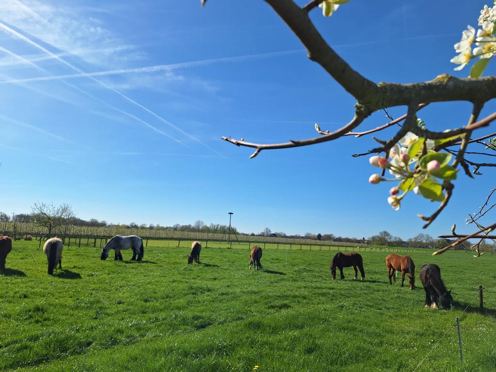 Paarden, pensionstalling met weidegang 24/7 buiten ., Dieren en Toebehoren, Stalling en Weidegang, Weidegang