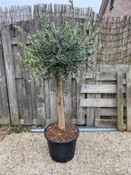 Leuke Olijfboom, Bloeit niet, 100 tot 250 cm, Olijfboom, Ophalen