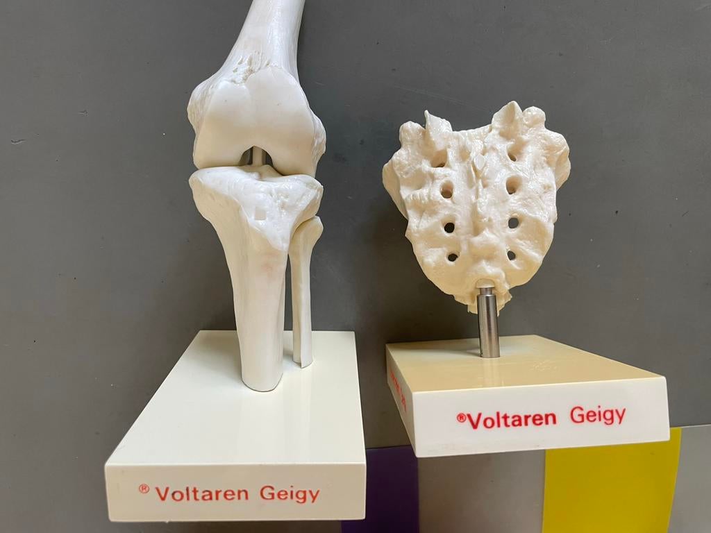 Vintage Anatomische modellen, Ophalen of Verzenden, Gebruikt