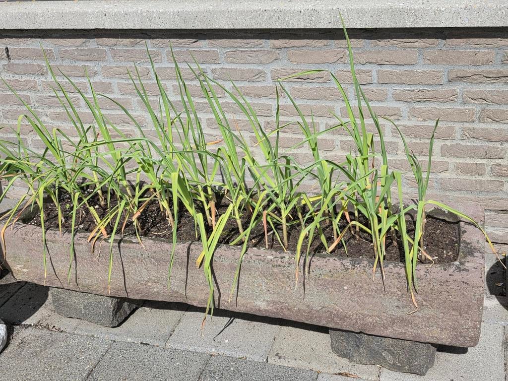 Originele bentheimer bak  voedertrog bloembak, Ophalen, Steen, Gebruikt, 100 cm of meer