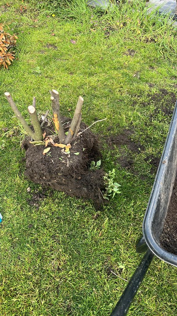 Laurier haag 11 meter gratis !, Tuin en Terras, Planten | Struiken en Hagen, Ophalen of Verzenden, Laurier, Haag, 100 tot 250 cm