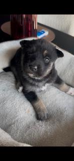 Mooie Duitsen herders, Dieren en Toebehoren, Honden | Herdershonden en Veedrijvers, 8 tot 15 weken, Parvo, Meerdere, Meerdere dieren