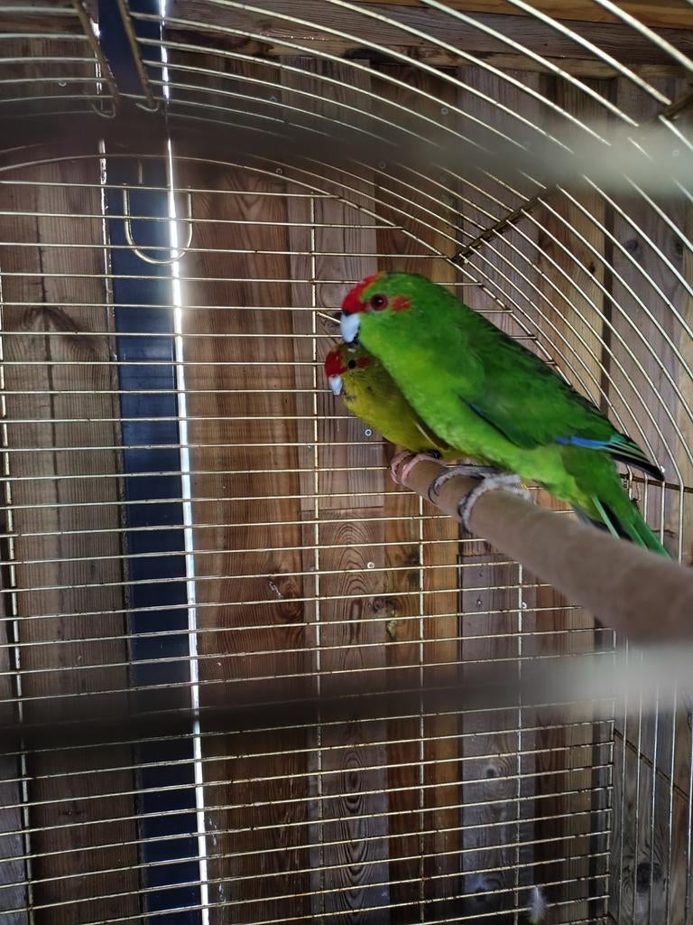 Kakariki koppel, Dieren en Toebehoren, Meerdere dieren, Parkiet, Geringd