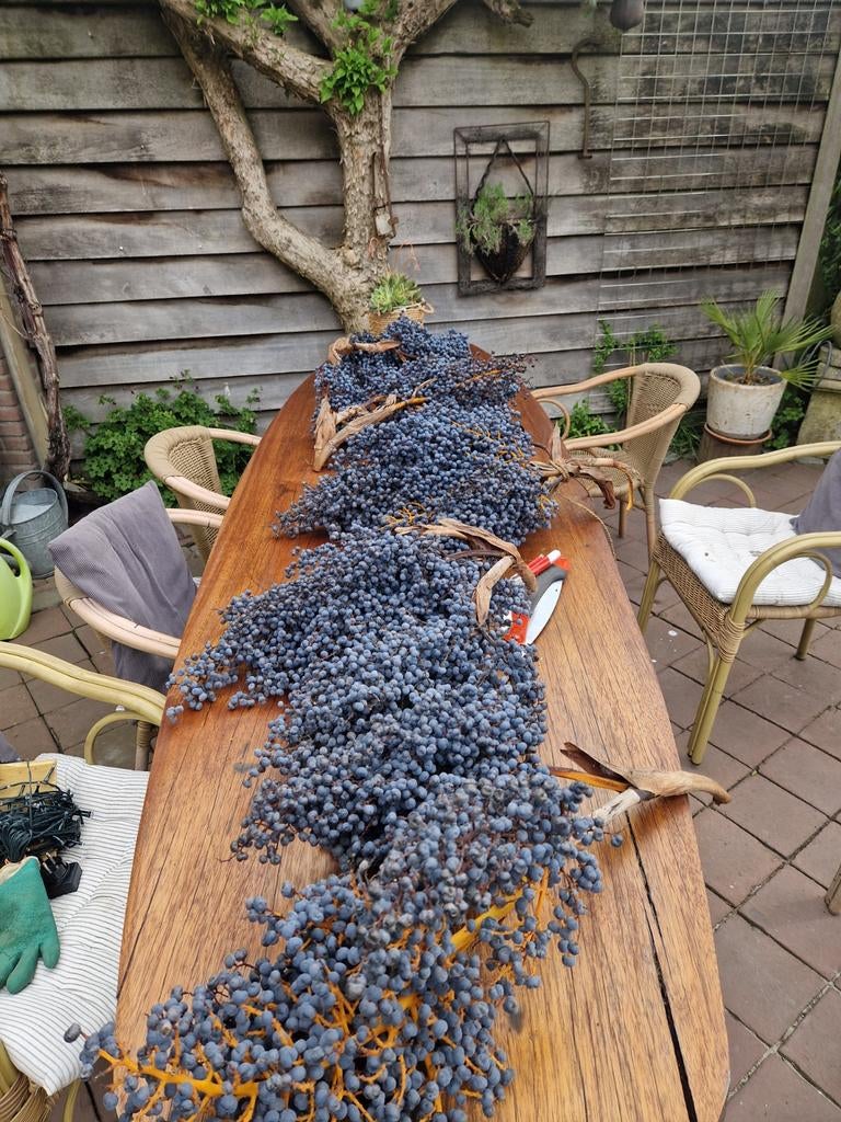 Palmdadelranken, Ophalen of Verzenden