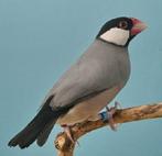 Gezocht rijstvogels koppel, Meerdere dieren