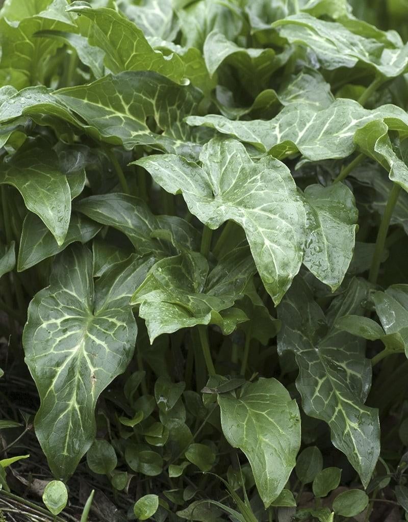 Arum italicum de Italiaanse aronskelk in P11.pot, Volle zon, Vaste plant, Herfst, Ophalen