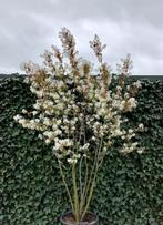 Krentenboompje (Amelanchier) - Prachtige bloesemboom, Tuin en Terras, Planten | Bomen, Overige soorten, Lente, Minder dan 100 cm