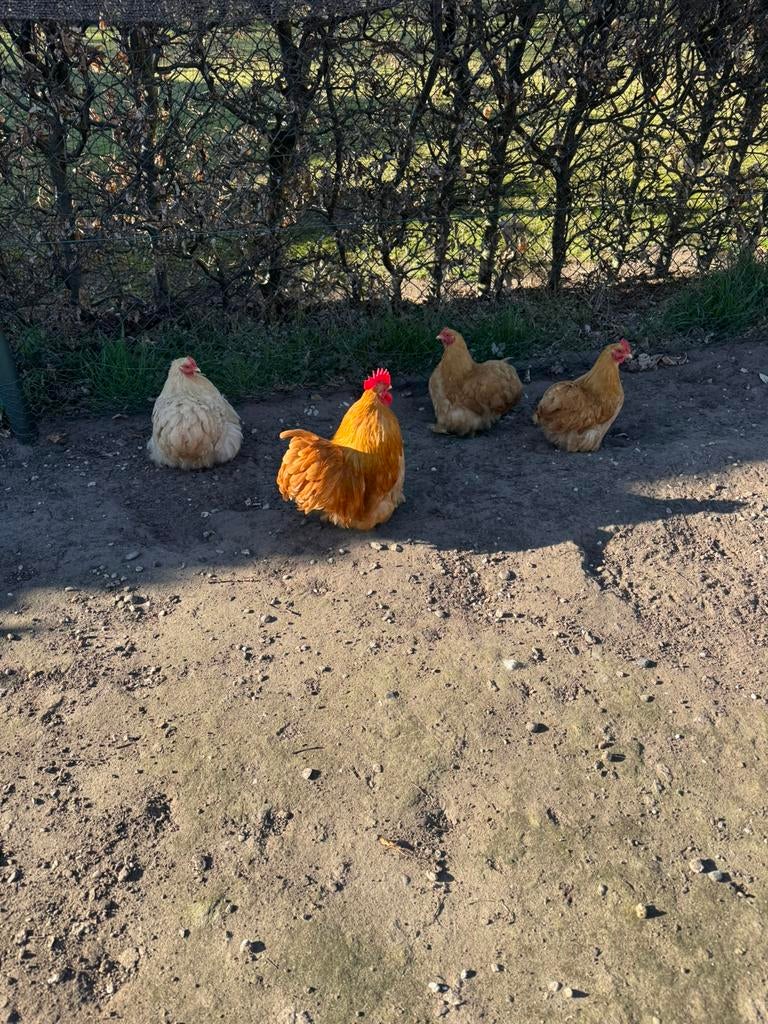 Cochin kriel buff broedeieren, Dieren en Toebehoren, Pluimvee, Geslacht onbekend, Kip