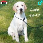 Labrador pups (Blond) reuen te koop, 15 weken tot 1 jaar, Buitenland, Labrador retriever, Parvo