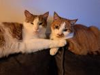 Pip en Ollie ter Adoptie via opvang, Kater