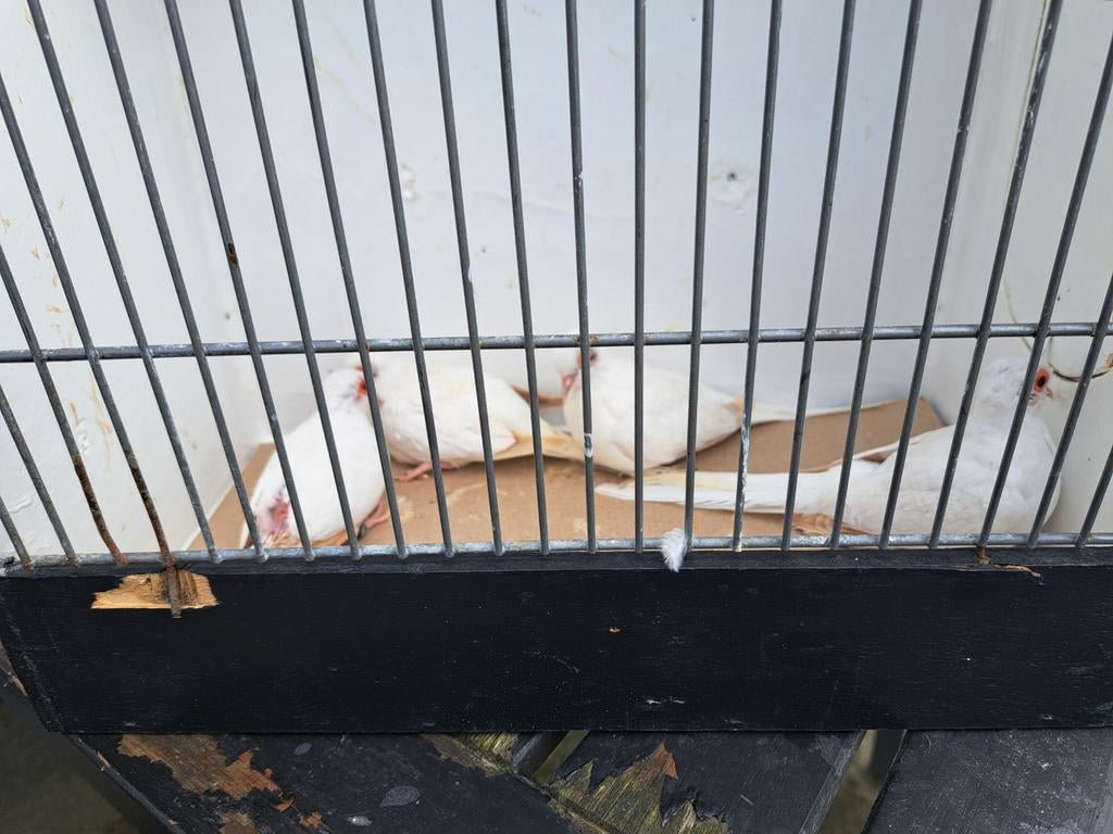 2 koppels diamantduiven witstuit topaas., Dieren en Toebehoren, Vogels | Overige Vogels, Meerdere dieren, Tropenvogel, Geringd