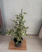 Ficus €5 per stuk!, Huis en Inrichting, Ophalen, Ficus, Halfschaduw, Minder dan 100 cm