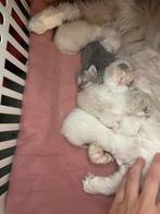 Kittens zijn geboren 🐾 intresselijst voorlopig vol, Meerdere dieren, Ontwormd, 0 tot 2 jaar