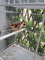 Te koop: Putter pop (2025) – €500
Mooie en gezonde vogel.
Wi, Dieren en Toebehoren, Vogels | Overige Vogels, Vrouwelijk, Wildzangvogel