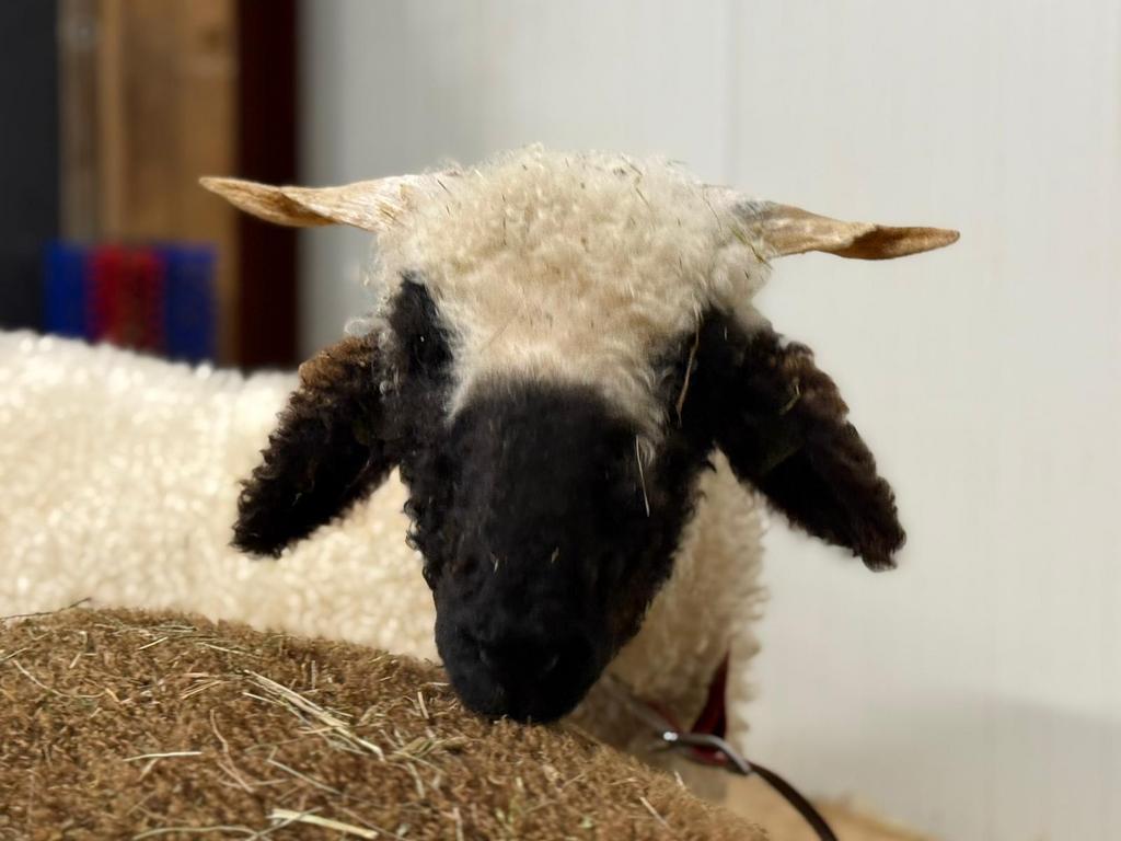 Jonge stamboek Walliser ooi te koop! 2025, Vrouwelijk, Schaap