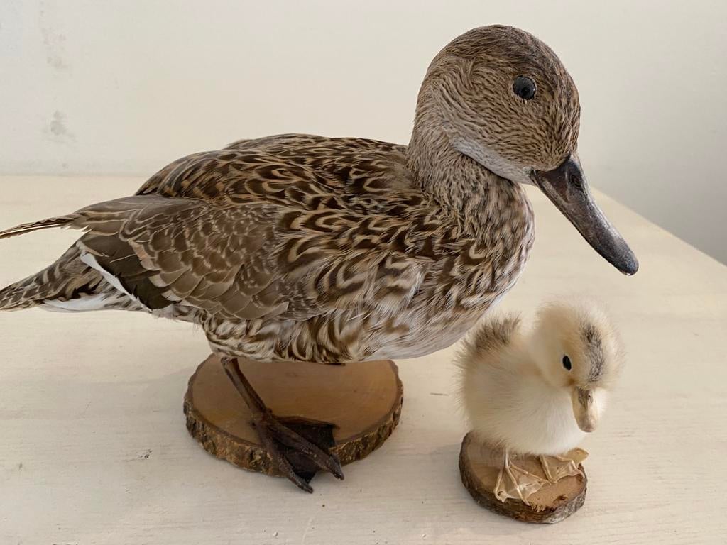 Opgezette pijlstaart eend, Verzamelen, Ophalen of Verzenden, Zo goed als nieuw, Vogel, Opgezet dier