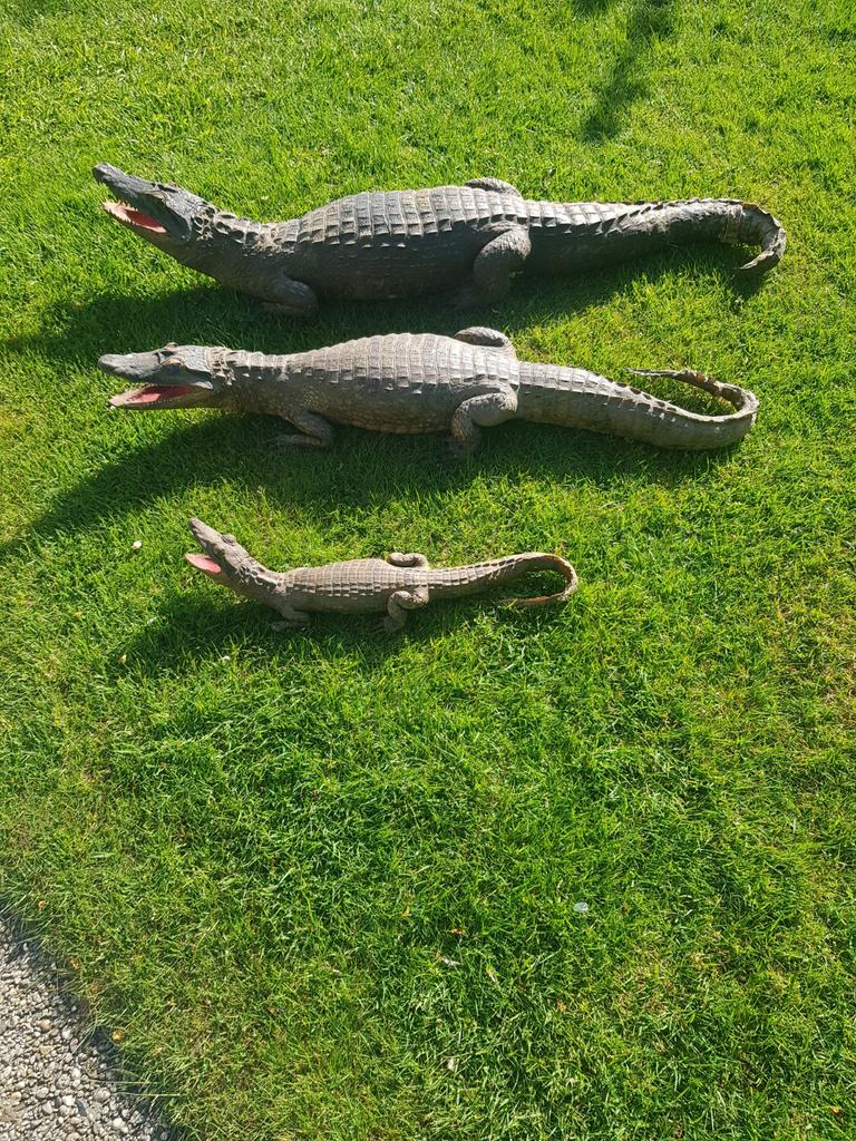 3 opgezette kaaimannenl, Ophalen of Verzenden, Gebruikt, Vogel, Opgezet dier