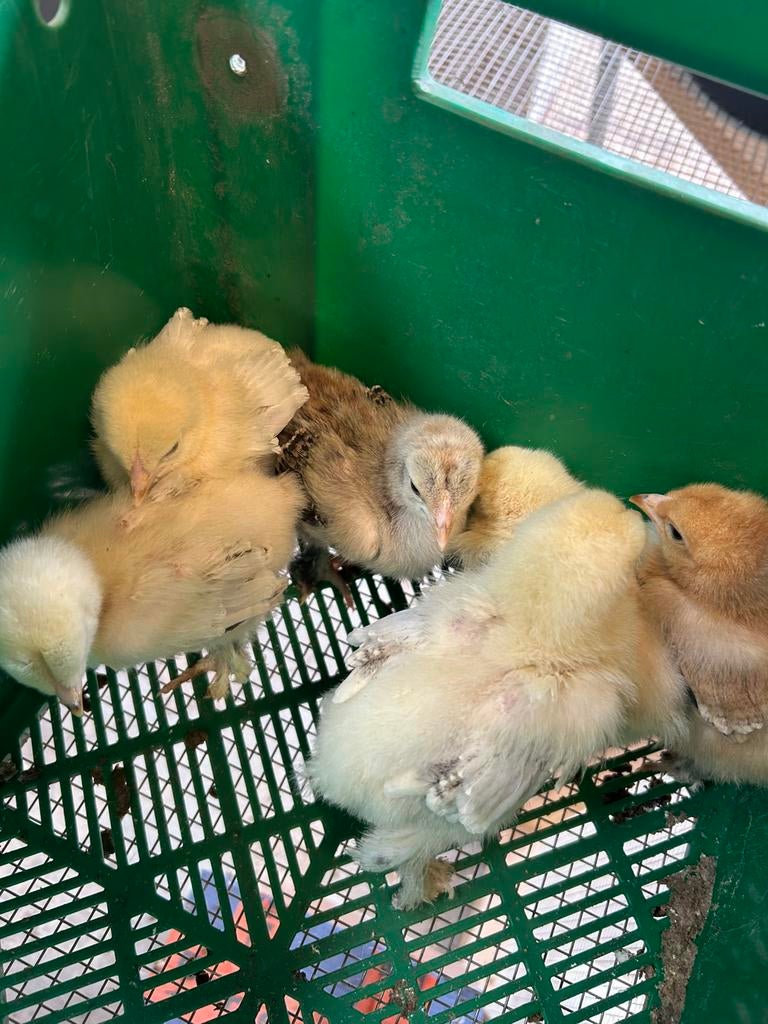 Brahma Kuikens ~ RASZUIVER, Dieren en Toebehoren, Pluimvee, Kip