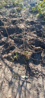 Hazelnoot, Ophalen of Verzenden, 100 tot 250 cm