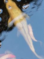 Koi karpers Vissen, Karper of Koi