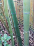 super dikke en hoge bamboe shanghai 3, Tuin en Terras, Ophalen, Bamboe, 100 tot 250 cm