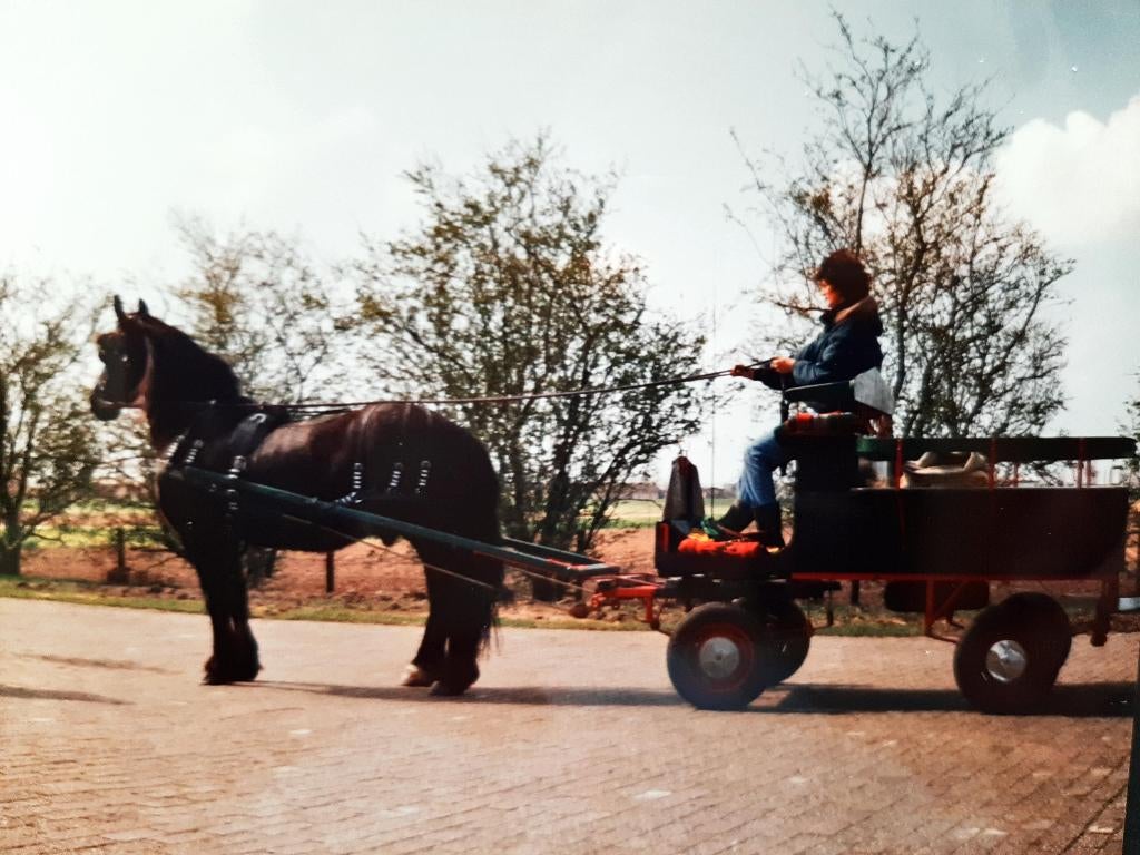 Aanspanning, Dieren en Toebehoren, Rijtuigen en Koetsen, Gebruikt, Marathonwagen, Paard