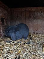 Dwerg Hangoor konijntjes, Dieren en Toebehoren, Meerdere dieren, Dwerg, Hangoor