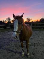 Pension pensioen stalling aan huis D pony ruin gezocht, Stalling