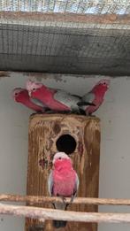 Rose kakatoe, Dieren en Toebehoren, Vogels | Parkieten en Papegaaien, Mannelijk, Papegaai