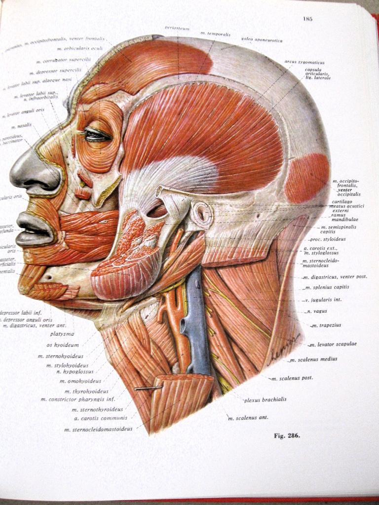 Atlas Human Anatomy, skelet bindweefsel en spieren, Sobotta, Ophalen of Verzenden, Sobotta/ Beecher