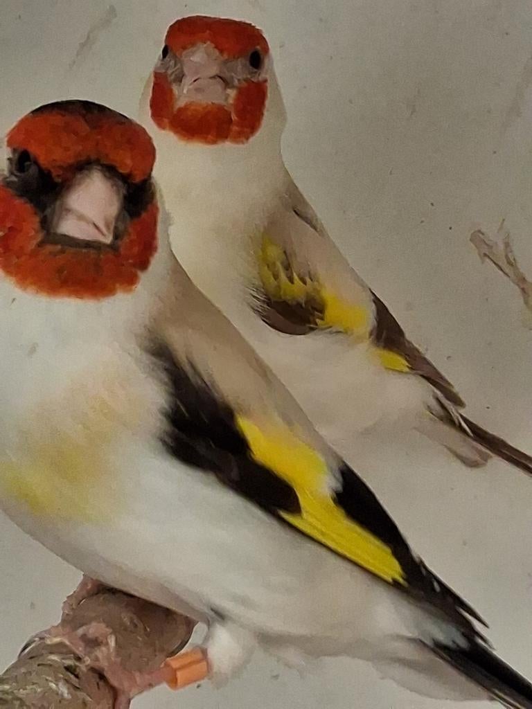 Mooi koppel Major Putters Isabel witkop Pop .man is Eumo, Dieren en Toebehoren, Vogels | Overige Vogels, Meerdere dieren, Wildzangvogel