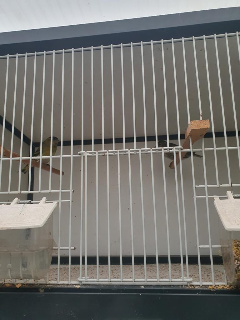 Tekoop zeer mooi koppel elsen sijs correct geringt, Meerdere dieren, Wildzangvogel, Geringd