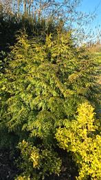 Conifeer Thuja, Ophalen, Bloeit niet, Halfschaduw, Overige soorten