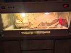Baardagaam mannetje 4,5 jaar oud inclusief terrarium, Dieren en Toebehoren, Ophalen of Verzenden