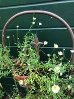 twee brocante ijzeren plantenrekjes, Ophalen