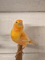 mooi een koppelen kanaries, Dieren en Toebehoren, Vogels | Kanaries, Meerdere dieren, Kleurkanarie