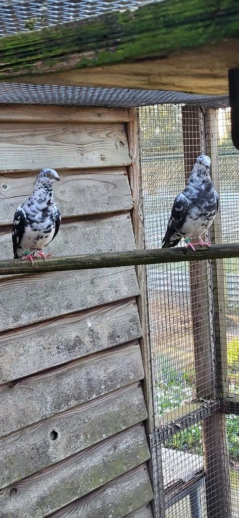 Figurita duiven getijgerd, Meerdere dieren, Overige soorten