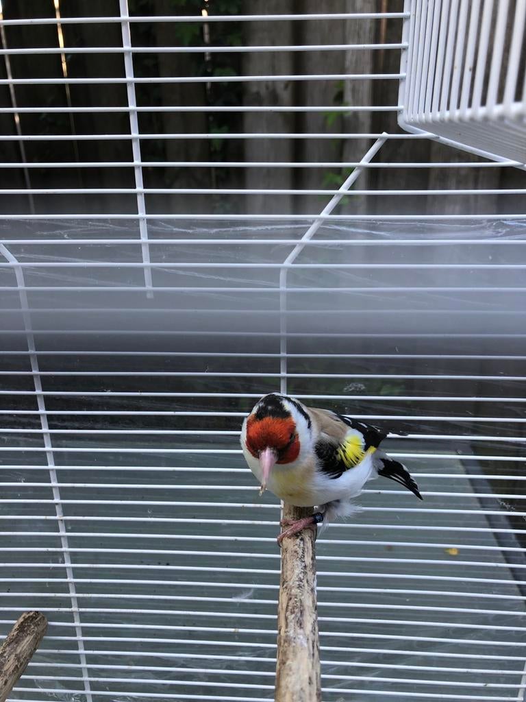 Majoor Putter eumo (gereserveerd), Dieren en Toebehoren, Vrouwelijk, Wildzangvogel