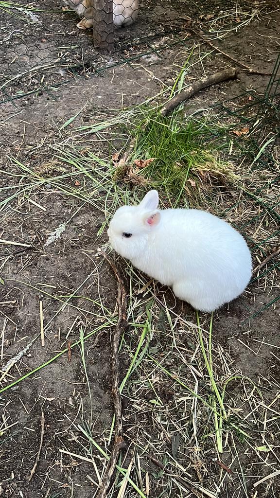 Ter dekking bo witpooltje, kleine ram!! Stamboek, Dieren en Toebehoren, Mannelijk, Dwerg