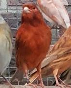 Pim, Meerdere dieren, Kleurkanarie