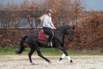 Zeer chique en talentvolle E pony !️, Dressuurpony, 7 tot 10 jaar, Merrie, E pony (1.48m - 1.57m)