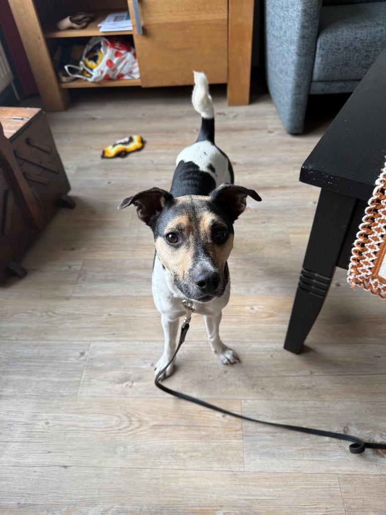 Gezocht honden oppas omgeving assen, Uitlaatservice