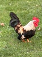 CHABO HAAN, Dieren en Toebehoren, Pluimvee, Mannelijk, Kip