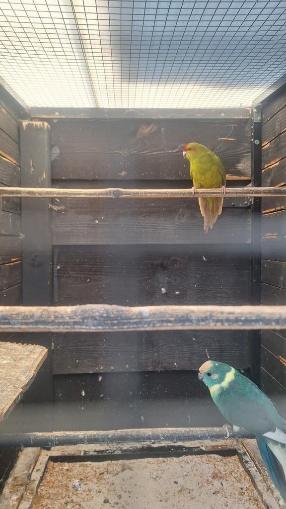 Broedrijp koppel kakarikies / kakariki, Dieren en Toebehoren